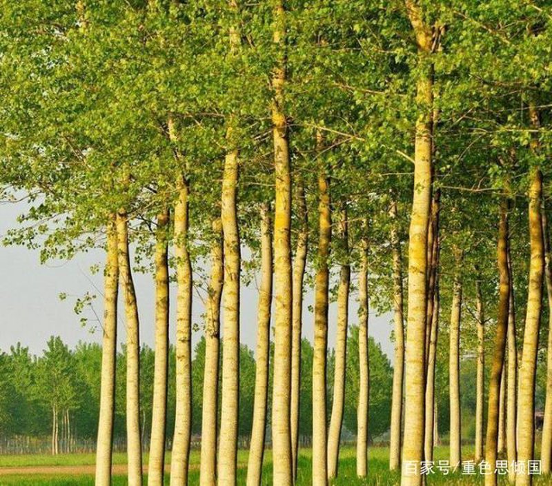 杨树种植