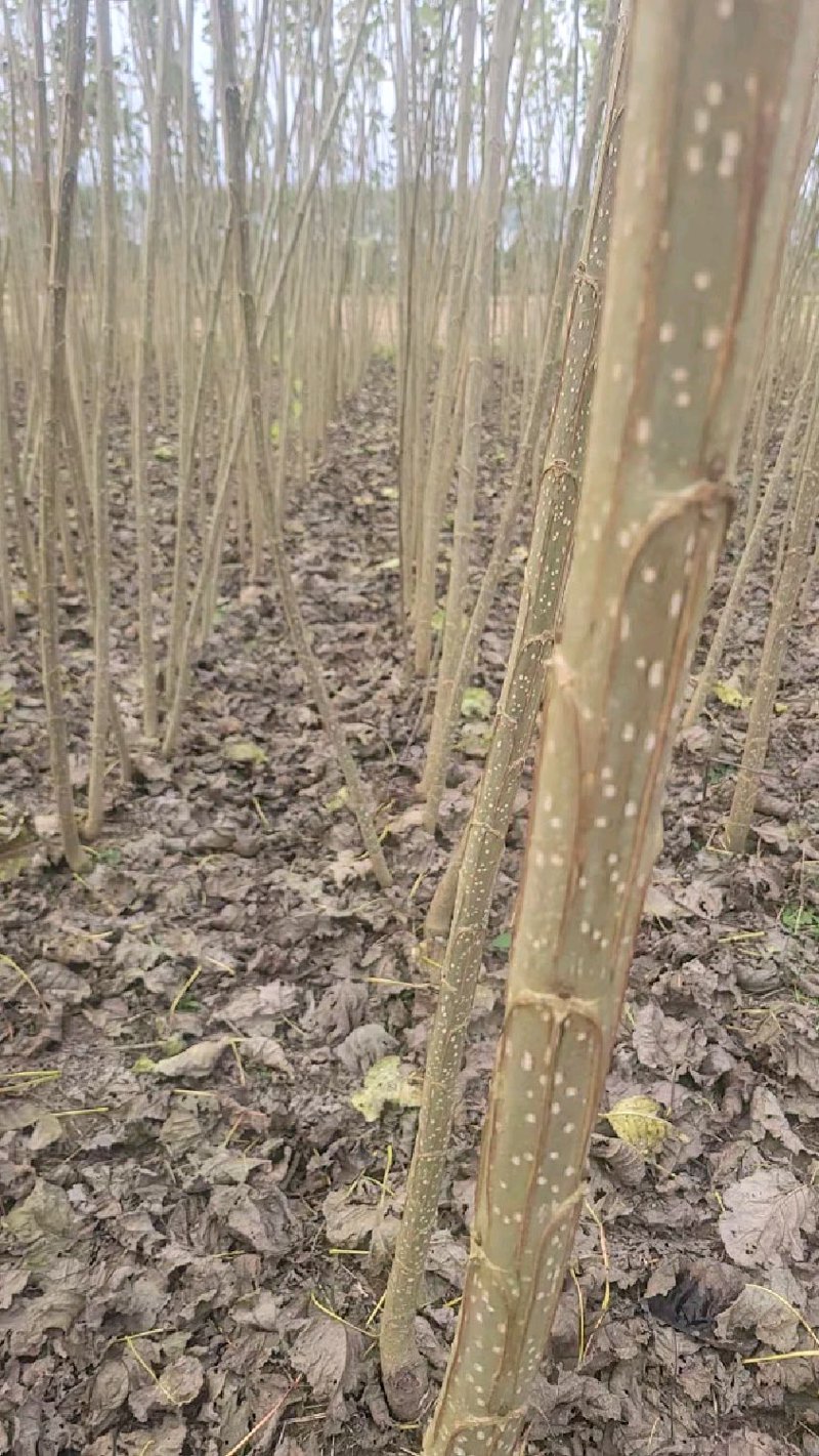 速生杨种植知识揭秘：选购指南